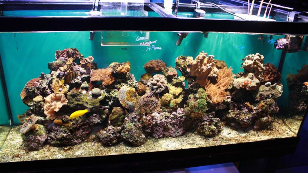 How Many Fish Can You Put In A Saltwater Aquarium